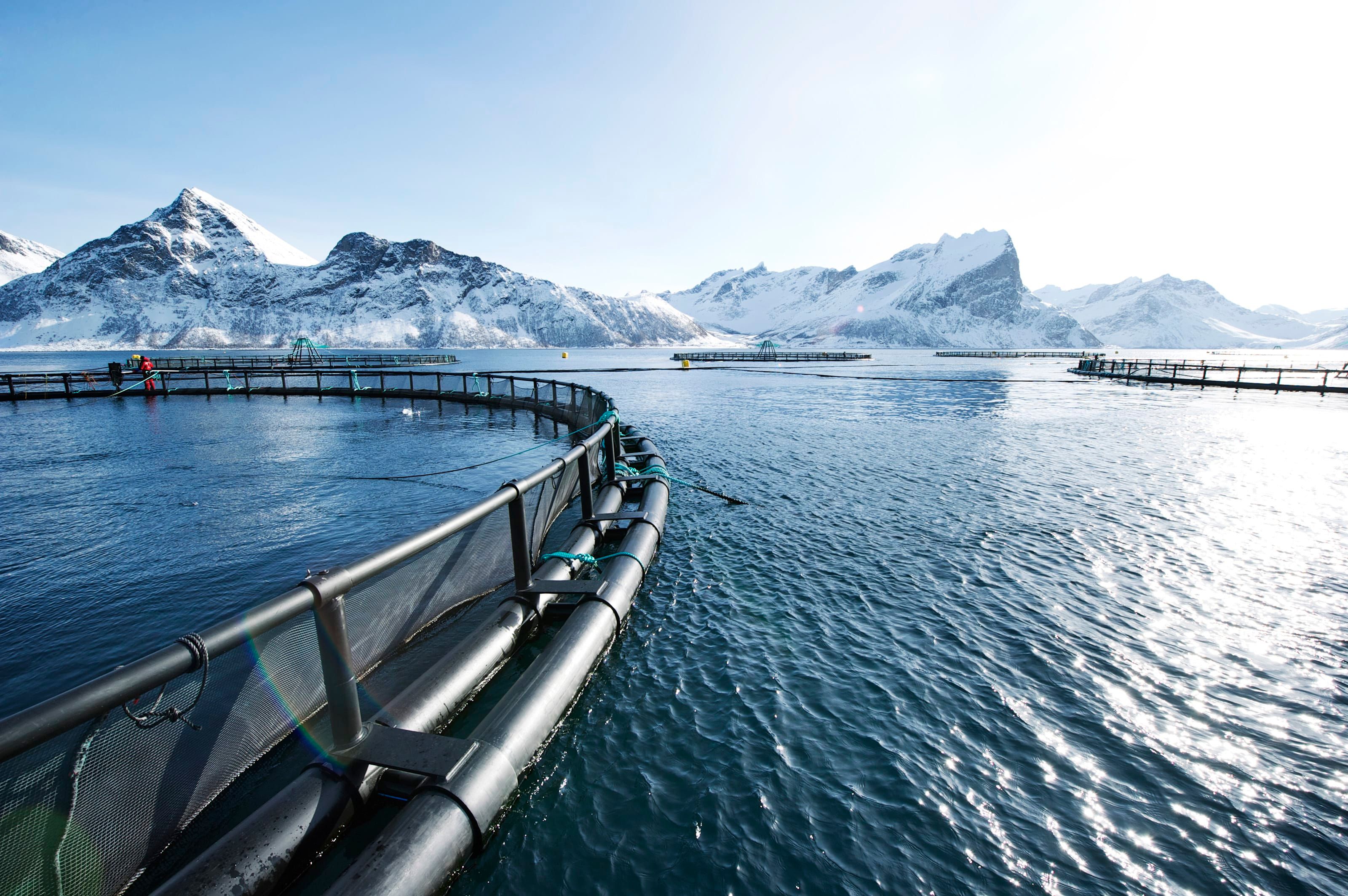 Foto: Johan Wildhagen/Norwegian Seafood Council