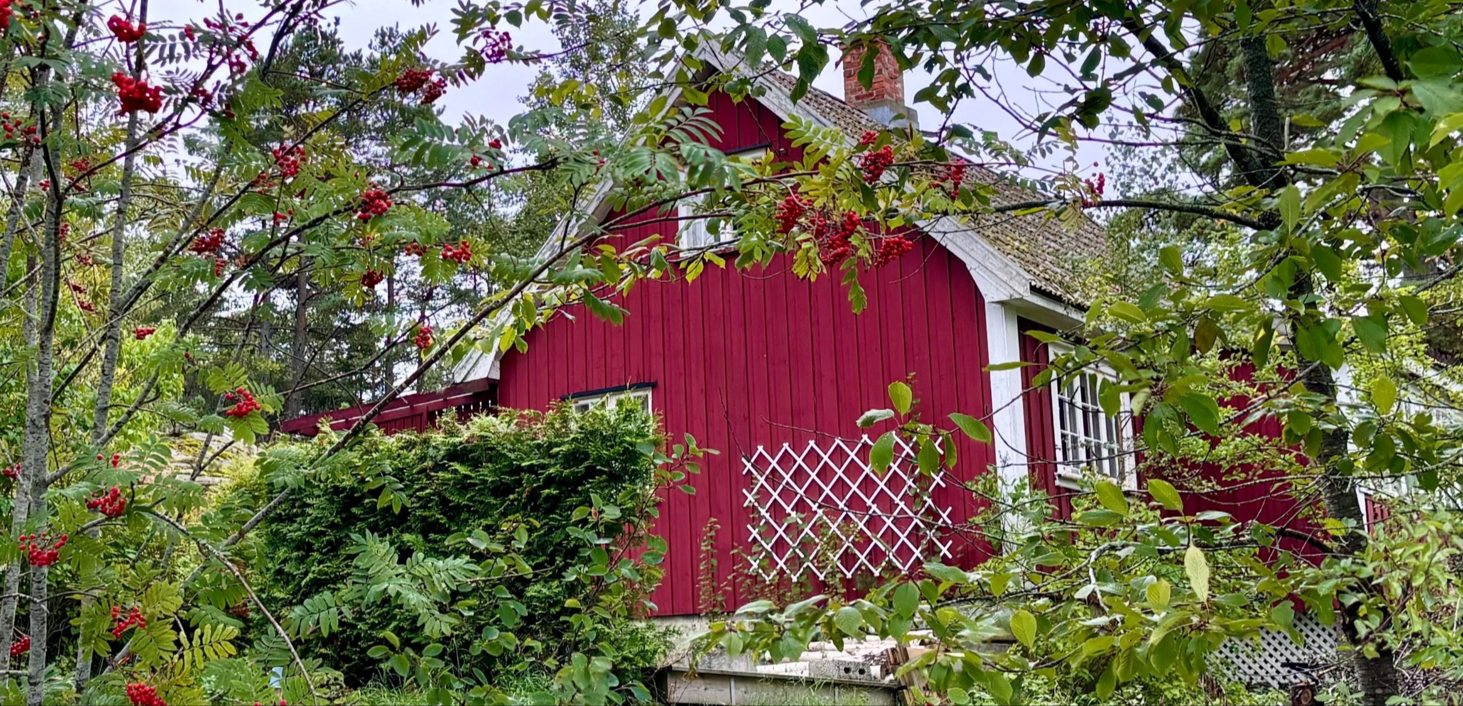 Rød hytte og rognebære